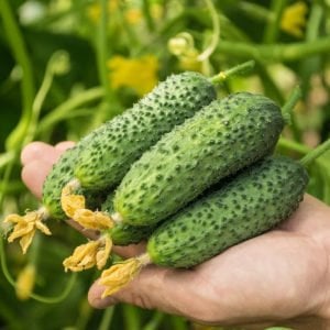 Ev yapımı turşuluk mini salatalık tohumu atalık