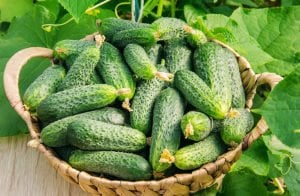 Ev yapımı turşuluk mini salatalık tohumu atalık