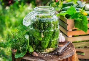 Ev yapımı turşuluk mini salatalık tohumu atalık