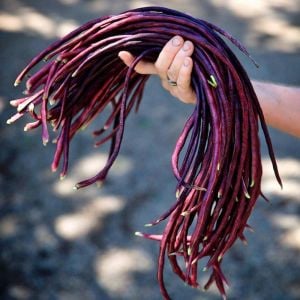 Kırmızı Kuşkonmaz fasulyesi tohumu asparagus bean red podded