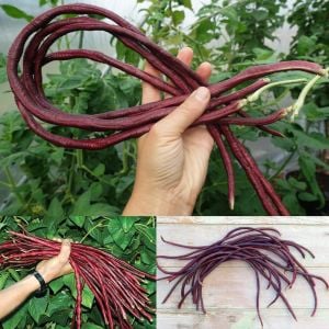 Kırmızı Kuşkonmaz fasulyesi tohumu asparagus bean red podded