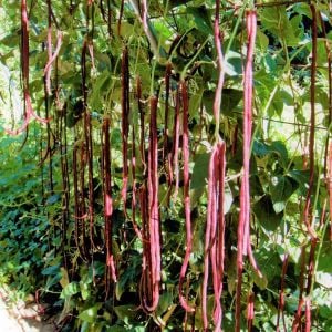 Kırmızı Kuşkonmaz fasulyesi tohumu asparagus bean red podded
