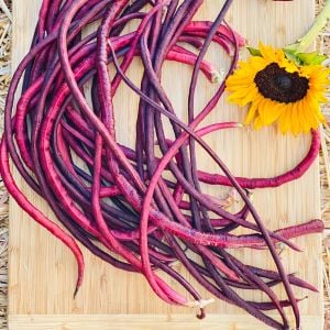 Kırmızı Kuşkonmaz fasulyesi tohumu asparagus bean red podded