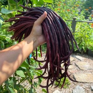 Kırmızı Kuşkonmaz fasulyesi tohumu asparagus bean red podded