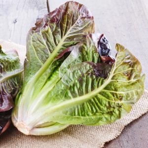 Kırmızı marul tohumu fransız kış marulu