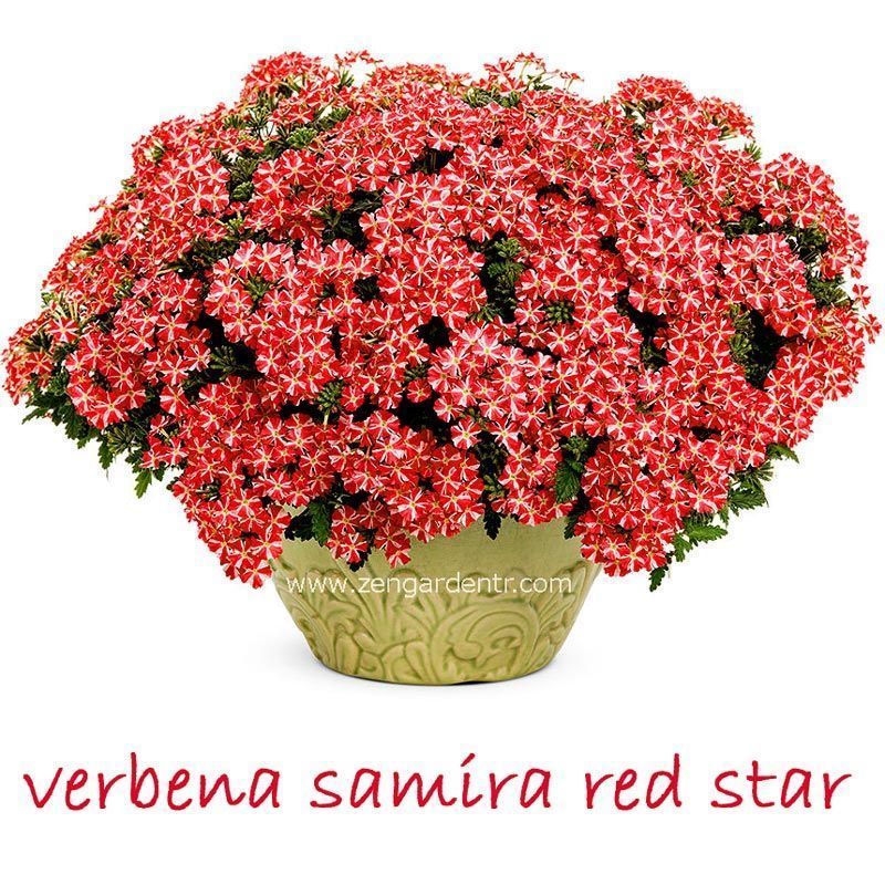 Kırmızı beyaz sarkan mine fidesi verbena samira red star