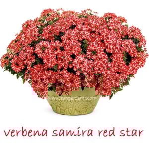 Kırmızı beyaz sarkan mine fidesi verbena samira red star
