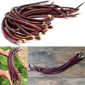 Kırmızı Kuşkonmaz fasulyesi tohumu asparagus bean red podded