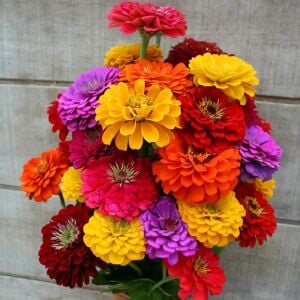 Kaliforniya dev çiçekli zinnia tohumu mix kirli hanım çiçeği zinya