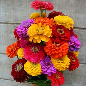 Kaliforniya dev çiçekli zinnia tohumu mix kirli hanım çiçeği zinya