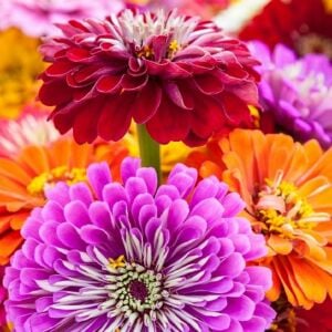 Kaliforniya dev çiçekli zinnia tohumu mix kirli hanım çiçeği zinya