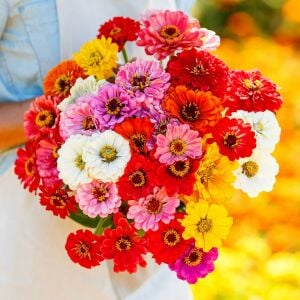 Kaliforniya dev çiçekli zinnia tohumu mix kirli hanım çiçeği zinya