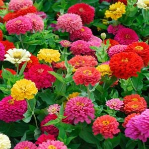 Kaliforniya dev çiçekli zinnia tohumu mix kirli hanım çiçeği zinya