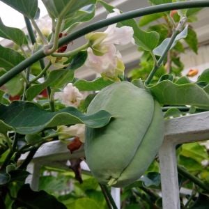 Ağaç bamyası tohumu Araujia sericifera
