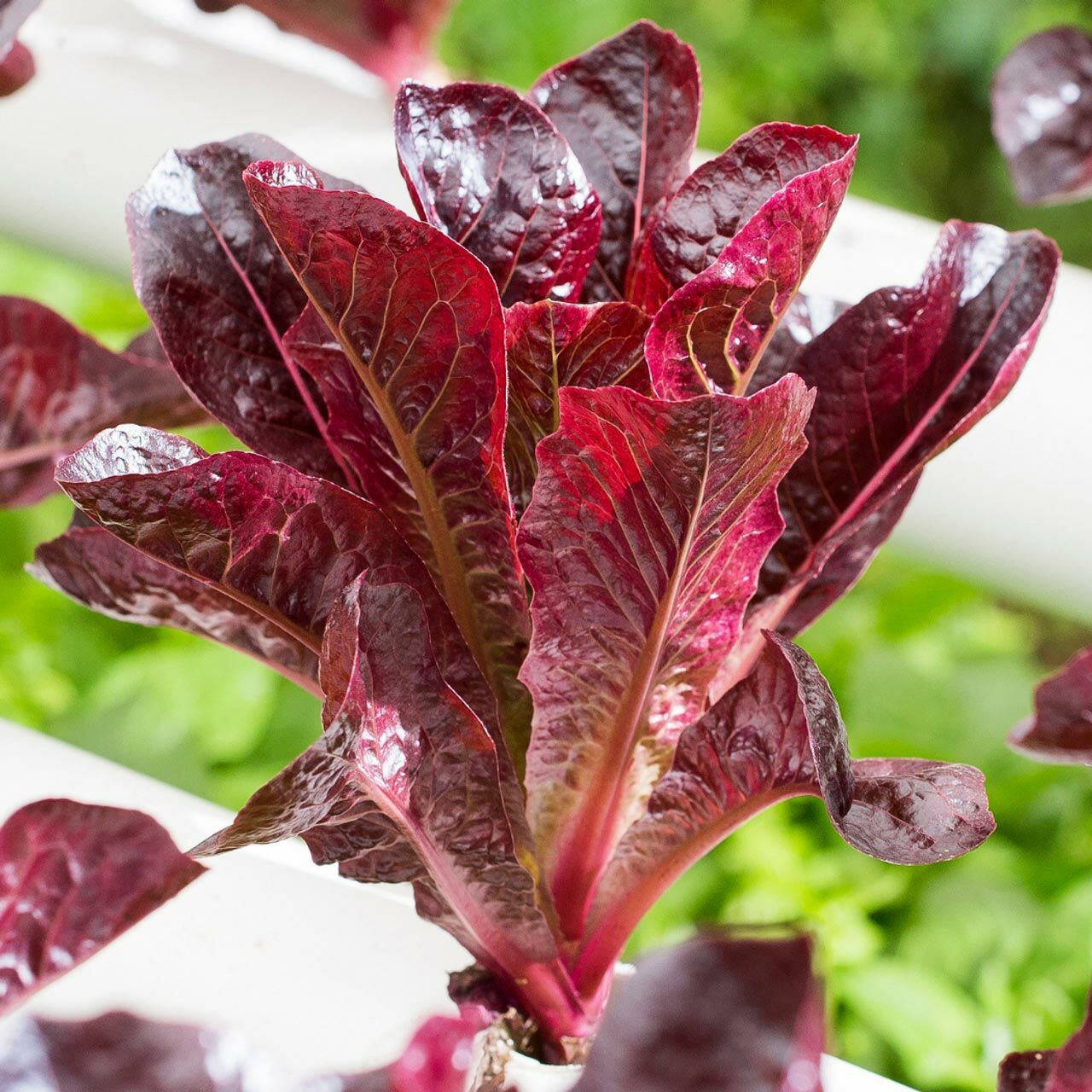 Super red romaine kırmızı yaprak marul tohumu atalık