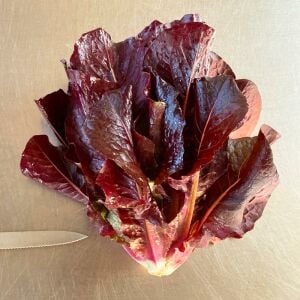 Super red romaine kırmızı yaprak marul tohumu atalık
