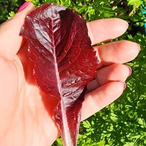 Super red romaine kırmızı yaprak marul tohumu atalık