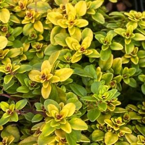 Sarkan altın kekik thymus pulegiodes archers gold