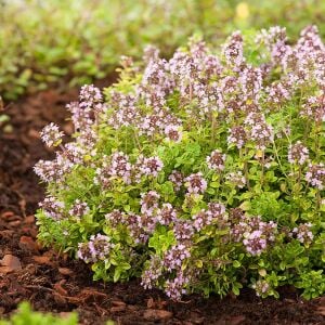 Sarkan altın kekik thymus pulegiodes archers gold