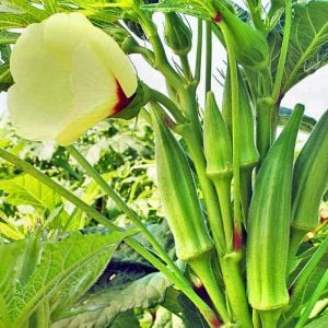 Zümrüt Okra Dikensiz bamya tohumu