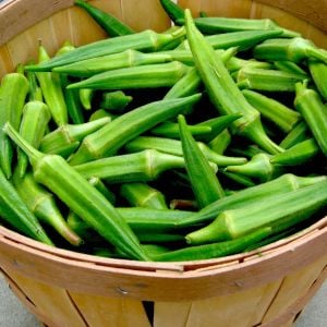 Zümrüt Okra Dikensiz bamya tohumu