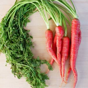 Kyoto kırmızı Atalık havuç tohumu daucus carota