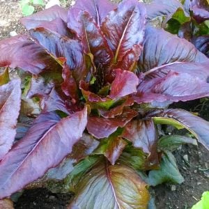 Kırmızı marul tohumu atalık geyik dili red deer tongue