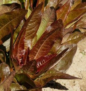 Kırmızı marul tohumu atalık geyik dili red deer tongue