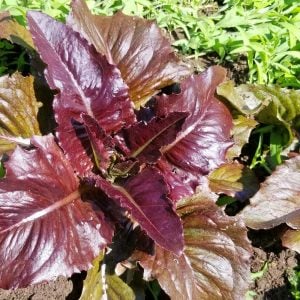 Kırmızı marul tohumu atalık geyik dili red deer tongue