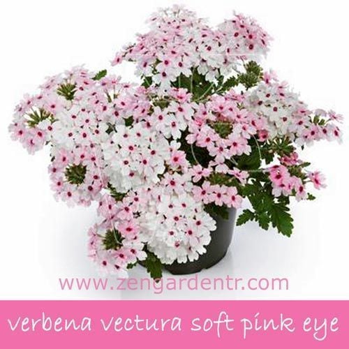 Pembe beyaz sarkan mine fidesi verbena vectura soft pink eye