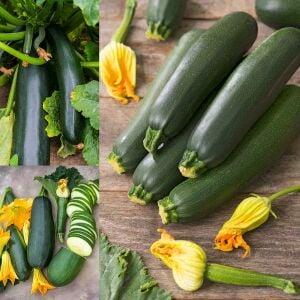Yaz kabağı tohumu geleneksel black beauty summer squash