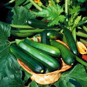 Yaz kabağı tohumu geleneksel black beauty summer squash