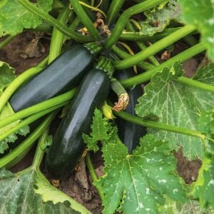 Yaz kabağı tohumu geleneksel black beauty summer squash