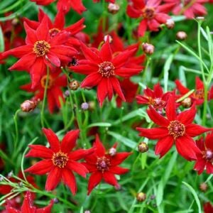 Amulet Kızgözü çiçeği tohumu coreopsis