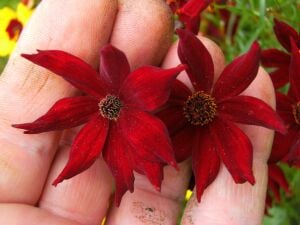 Amulet Kızgözü çiçeği tohumu coreopsis