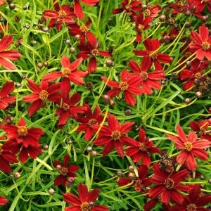 Amulet Kızgözü çiçeği tohumu coreopsis