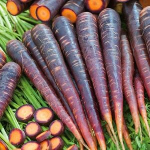 Purple Haze mor Atalık havuç tohumu daucus carota