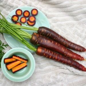 Purple Haze mor Atalık havuç tohumu daucus carota