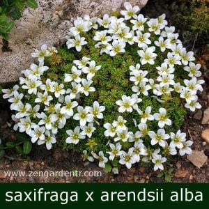 Beyaz saxifraga taşkıran fidesi saxifraga x arensii snow carpet