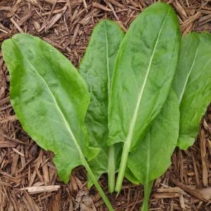 Geniş yapraklı kuzukulağı tohumu ekşi otu labada rumex acetosa