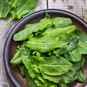 Geniş yapraklı kuzukulağı tohumu ekşi otu labada rumex acetosa