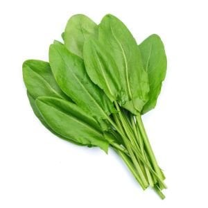 Geniş yapraklı kuzukulağı tohumu ekşi otu labada rumex acetosa