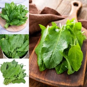 Geniş yapraklı kuzukulağı tohumu ekşi otu labada rumex acetosa