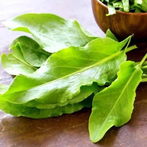 Geniş yapraklı kuzukulağı tohumu ekşi otu labada rumex acetosa