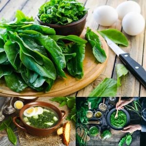Geniş yapraklı kuzukulağı tohumu ekşi otu labada rumex acetosa