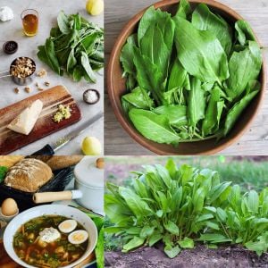 Geniş yapraklı kuzukulağı tohumu ekşi otu labada rumex acetosa