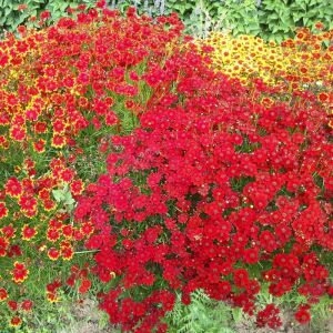 Uzun boylu kırmızı Kızgözü çiçeği tohumu coreopsis plains