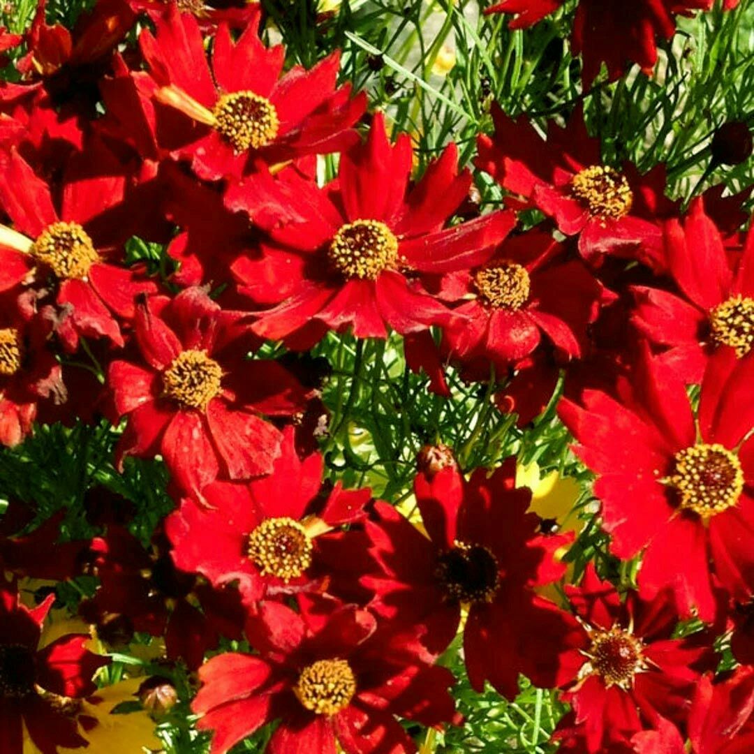 Uzun boylu kırmızı Kızgözü çiçeği tohumu coreopsis plains