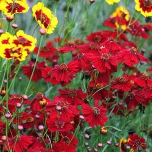 Uzun boylu kırmızı Kızgözü çiçeği tohumu coreopsis plains