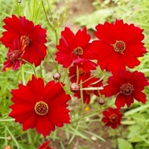 Uzun boylu kırmızı Kızgözü çiçeği tohumu coreopsis plains
